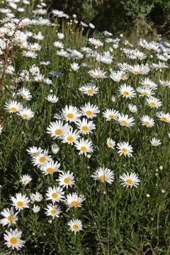 MARGUERITE Stock Photos