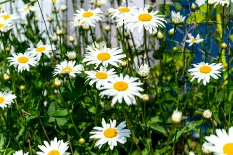 Marguerites Stock Photos
