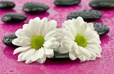 Marguerites Stock Photos