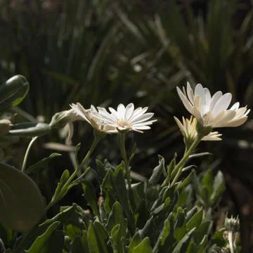Marguerites  Foto stock