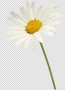 Margueritte flower, cutout, transparency Stock Photos