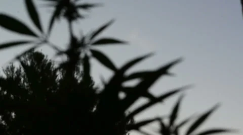 Maria backlight 01 Stock-Footage 30140528