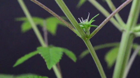 Maria flower 01 Stock Footage 30324983