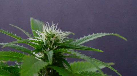 Maria flower 02 Video stock 30361419