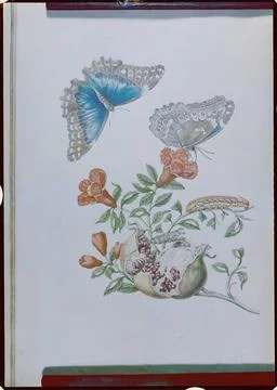 Maria Sibylla Merian (1647-1717). Granaat boom from: Metamorphisis Insecto... Stock Photos
