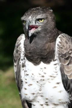 Marial Eagle Foto stock