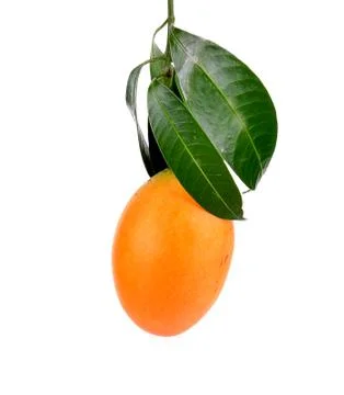 Marian plum fruit isolate on white background(Mayongchid Maprang Marian Plum Stock Photos