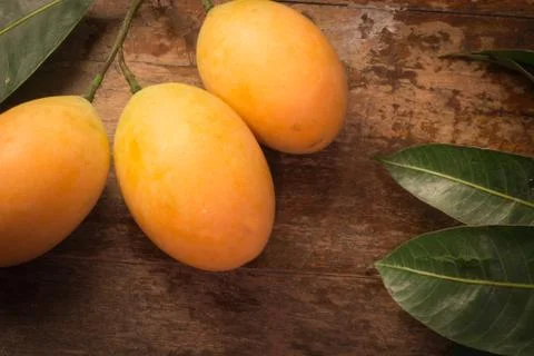 Marian plum Stock Photos