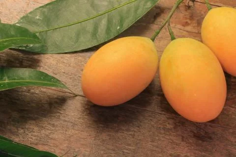 Marian Plum Stock Photos