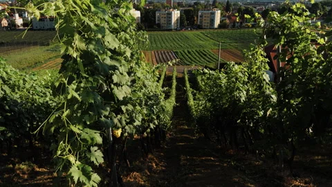 Maribor Vineyard Rows Overlooking City Fields in Summer Light Stock Footage 340160854