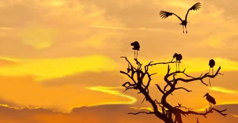 Maribu stork Foto stock