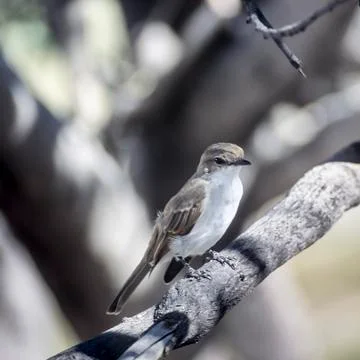 Marico Flycatcher Stock Photos