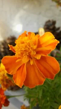 Marigold 1 Stock Photos