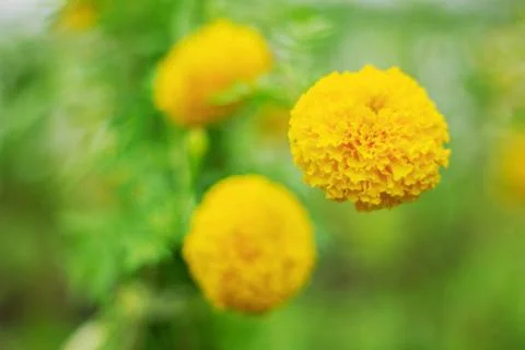 Marigold on background blurred. 스톡 사진