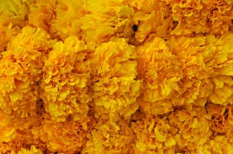 Marigold background Stock Photos