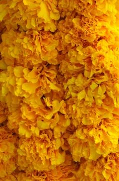 Marigold background Stock Photos