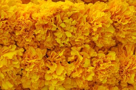 Marigold background Stock Photos