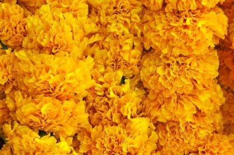 Marigold background Stock Photos