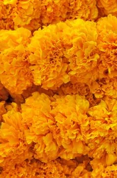 Marigold background Stock Photos