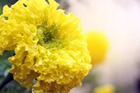 Marigold background Stock Photos