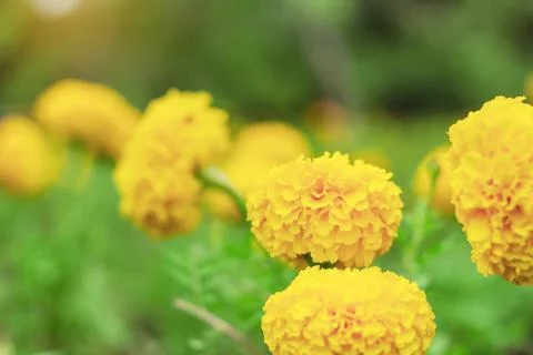 Marigold with beauty background. Stock Photos