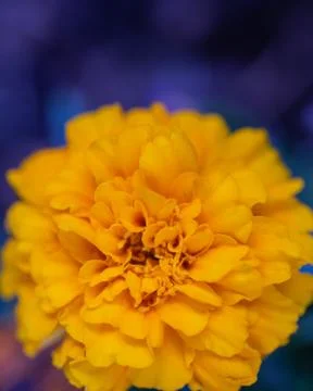 Marigold bloom with a blue background Stock Photos