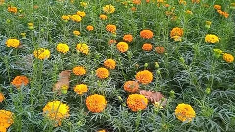 Marigold bloom Stock Footage 149916238