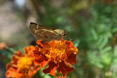 Marigold bloom Stock Photos