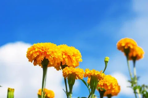 Marigold with blue sky. Stock Photos
