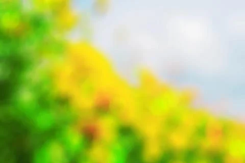 Marigold with blurry image. Stock Photos