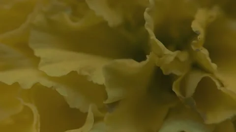 Marigold bud in a flower bed macro Stock Footage 136941258