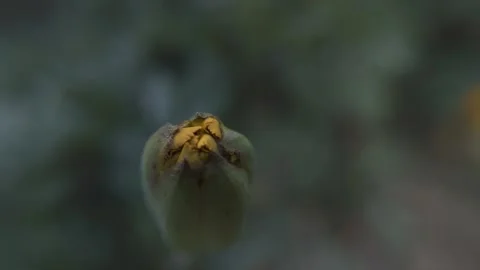 Marigold bud in a flower bed macro Stock Footage 136941340
