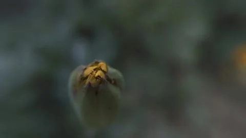 Marigold bud in a flower bed macro Stock Footage 136941352