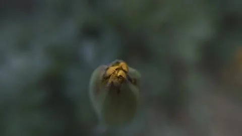 Marigold bud in a flower bed macro Stock Footage 136941356