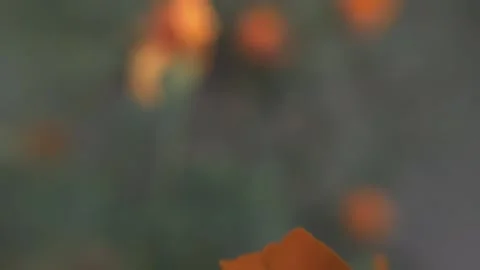 Marigold bud in a flower bed macro Stock Footage 136941362