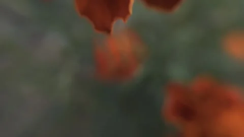 Marigold bud in a flower bed macro Stock Footage 136941379