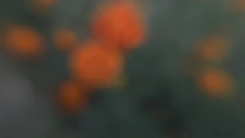 Marigold bud in a flower bed macro Stock Footage 136941386