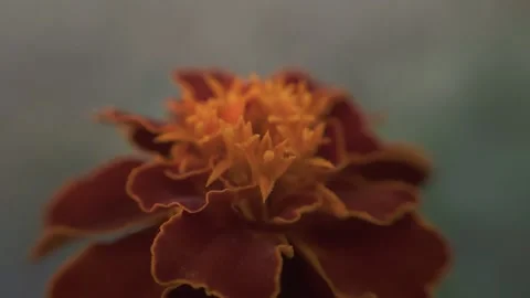 Marigold bud in a flower bed macro Stock Footage 136941404