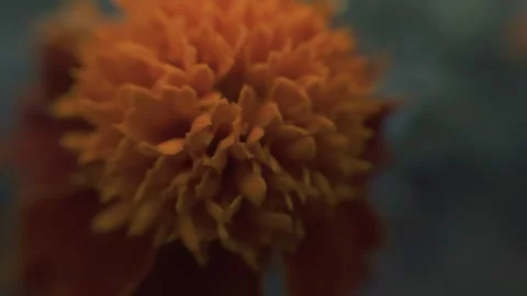Marigold bud in a flower bed macro Stock Footage 136941416