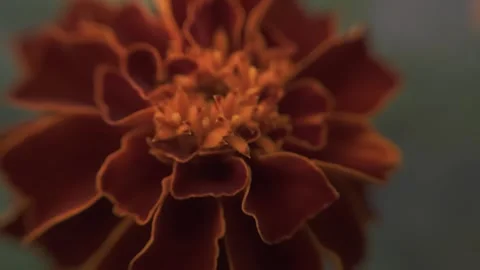 Marigold bud in a flower bed macro Stock Footage 136941426