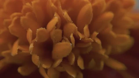 Marigold bud in a flower bed macro Stock Footage 136941509