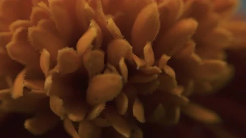 Marigold bud in a flower bed macro Stock Footage 136941519