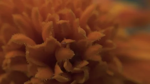 Marigold bud in a flower bed macro Stock Footage 136941523