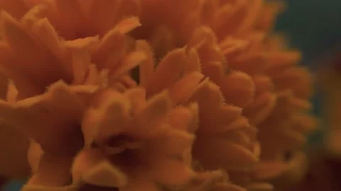 Marigold bud in a flower bed macro Stock Footage 136941531