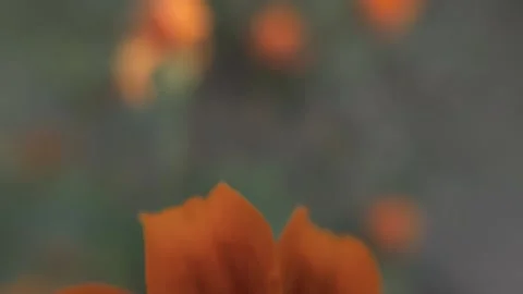 Marigold bud in a flower bed macro Stock Footage 136941536