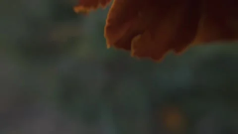 Marigold bud in a flower bed macro Stock Footage 136941537