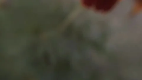 Marigold bud in a flower bed macro Stock Footage 136941578