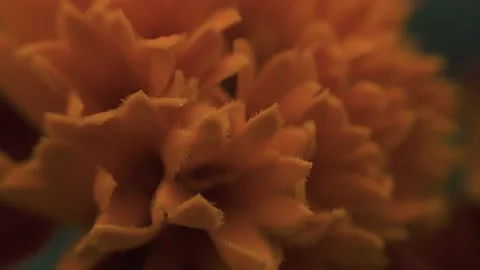 Marigold bud in a flower bed macro Stock Footage 136941583