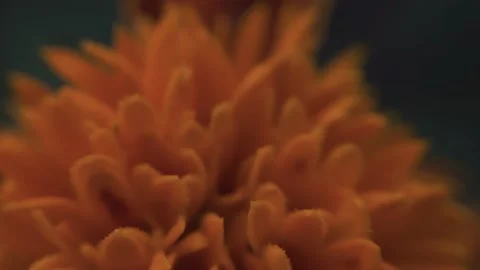 Marigold bud in a flower bed macro Stock Footage 136941586