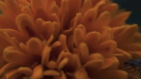 Marigold bud in a flower bed macro Stock Footage 136941600